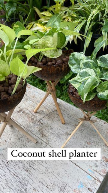 Jishnu Uthaman On Instagram Coconut Shell Planter Simple Diy Comment