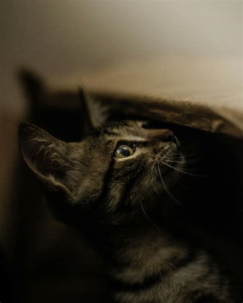 Portrait of Cute Cat Looking Up · Free Stock Photo