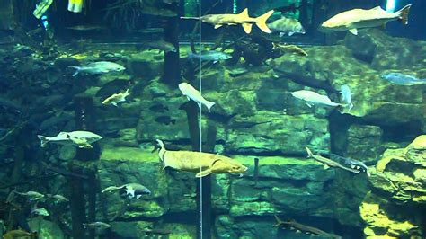 Long Nose Garat the Tennessee Aquarium in Chattanooga, River Giants ...