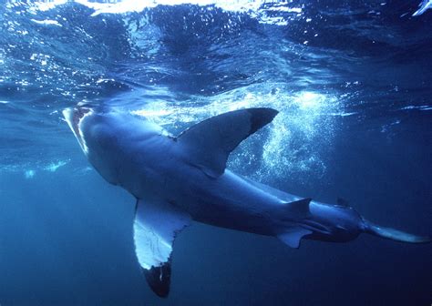 Great White Shark Underbelly Photo Taken On Tour With Sh Flickr