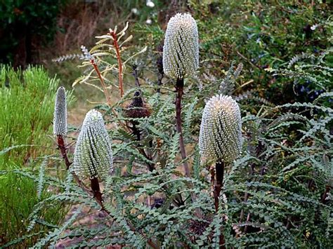 Banksia speciosa, common name is "Showy Banksia". Shrub to 8m tall ...