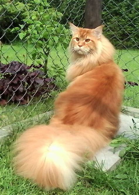 Persian Maine Coon Ginger Mainecoon For Sale Ny