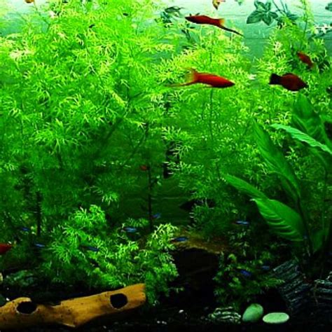 Best Aquarium Sand in 2024 - Top 9 to Choose From