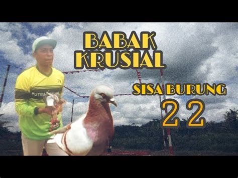 BABAK KRUSIAL SISA BURUNG 22 LOMBA MERPATI WONOSOBO YouTube