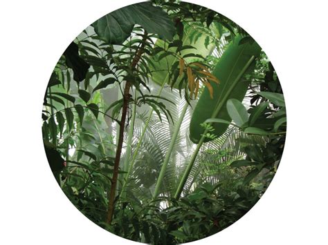 Papier Peint Panoramique Rond Adh Sif Feuilles Tropicales Vert Jungle