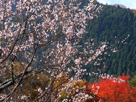 城峯公園で冬桜と紅葉を一緒に愛でる 壁紙自然派 楽天ブログ