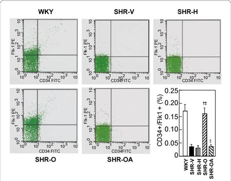 Figure 2 From Olmesartan Improves The Formation Of Impaired Epcs And