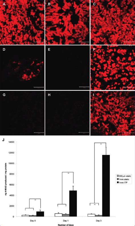 Phase I And Phase Ii Metabolic Activities Of Liver Slices Cultured