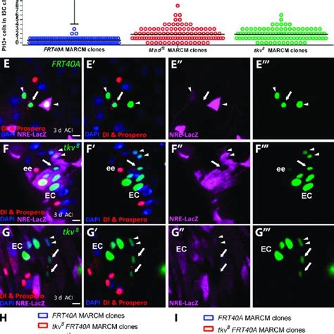 Injury Up Regulates BMP Signaling In The Midgut A Dad LacZ Positive