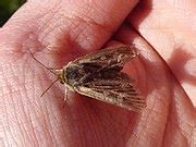 Category Lepidoptera Of The Orkney Islands Wikimedia Commons