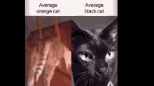 Cat Black Cat GIF - Cat Black Cat Cat Meme - Discover & Share GIFs