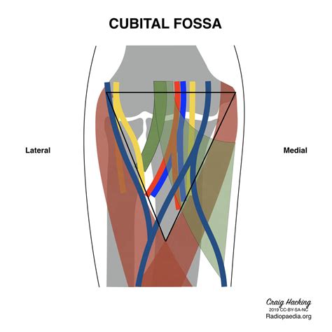 Fossa Cubital Diagram | Quizlet