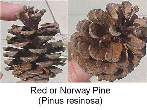 Pine Cone Identification