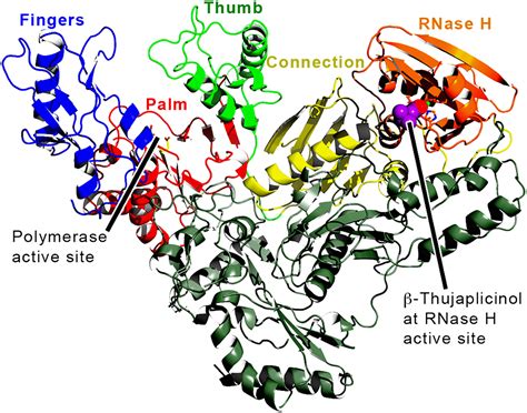 Structure Of Hiv Reverse Transcriptase With The Inhibitor