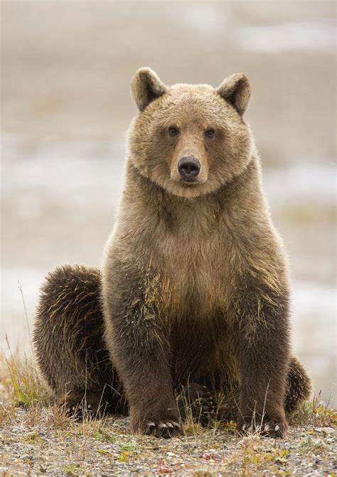 Young Female Brown Bear Ursus Arctos by Eastcott Momatiuk