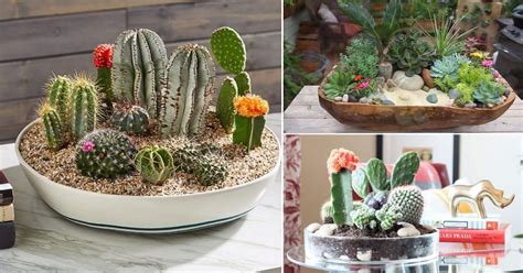 Mini Cactus Garden Ideas Fasci Garden