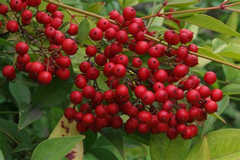 Invasive Species Archives Kentucky Native Plant Society