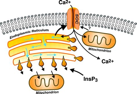 Store Operated Calcium Channels Physiological Reviews