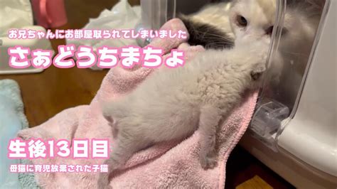 お兄ちゃんにお部屋取られた どうちまちょ・・・ 母猫に育児放棄された子猫 生後12日目 2024 04 13 1 Youtube