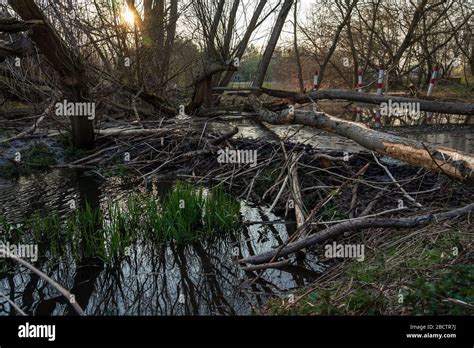 Beaver dam on a small river Stock Photo - Alamy