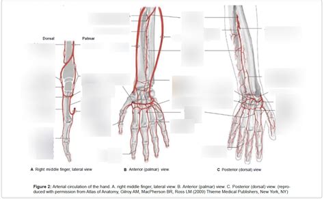 A Brachialis A Radialis A Ulnaris Diagram Quizlet