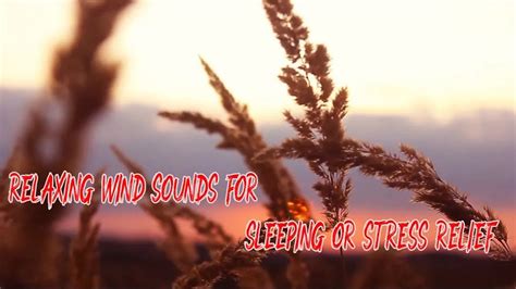 Relaxing Wind Sounds For Sleeping Or Stress Reliefswaying Trees In The