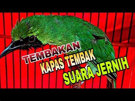 PANCINGAN CUCAK IJO BIAR EMOSI BONGKAR ISIAN KAPAS TEMBAK YouTube