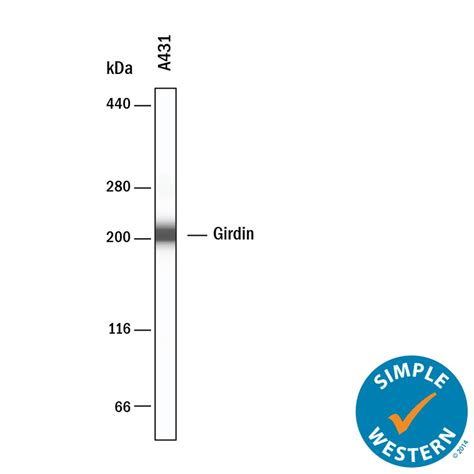 Human Girdin Antibody AF5345 Bio Techne