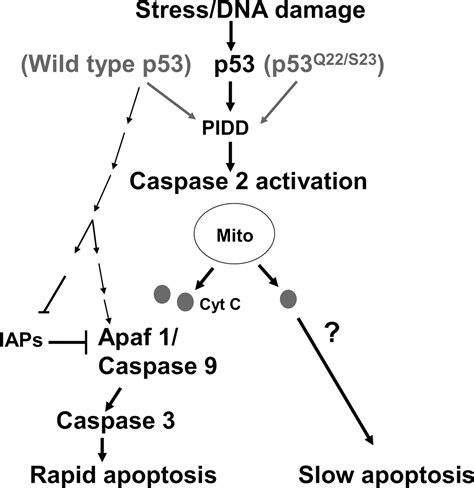 A Role For Caspase 2 And Pidd In The Process Of P53 Mediated Apoptosis