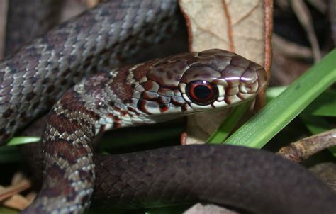 Juvenile Black Racer Snake