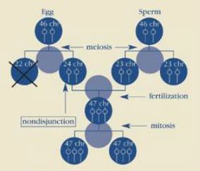 Inheritance of Down Syndrome - Down Syndrome