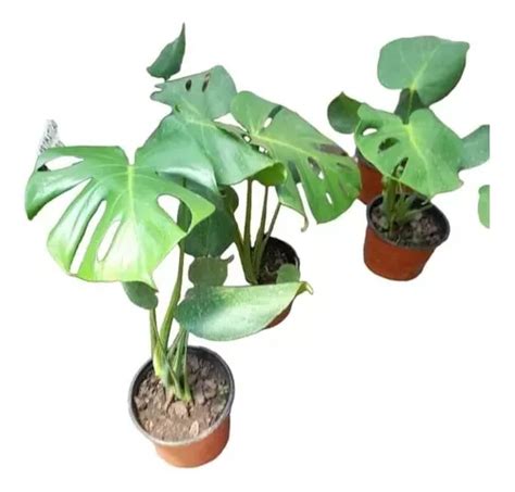 Monstera Deliciosa Costilla De Adan MercadoLibre