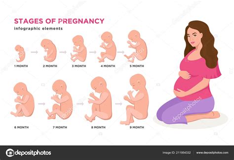 Ilustracion Vectorial De Las Seis Etapas Del Embarazo Imagen Vector De Images