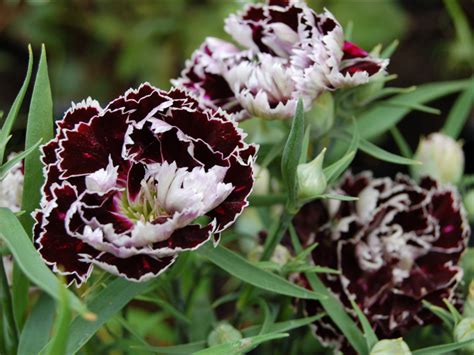 Dianthus Chinensis Black And White