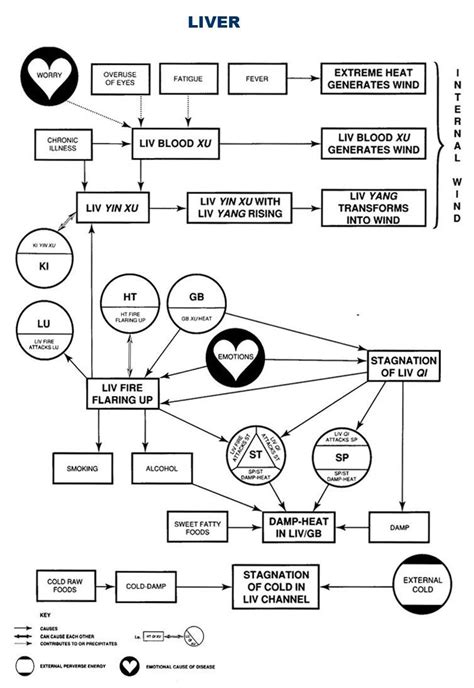 Au Education The Zang Fu Liver Pathology