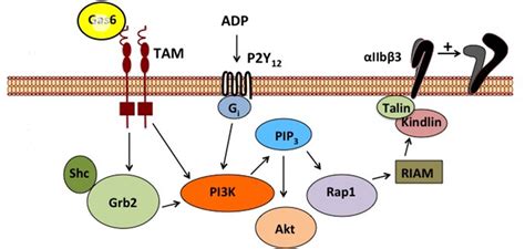 Schematic Representation Of Gas Tam Signaling Pathway This Figure