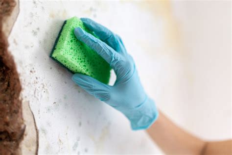 Mold Cleanup: From DIY Mold Removal to Professional Jobs - Molekule