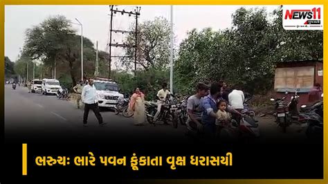 ભરુચઃ ભારે પવન ફૂંકાતા વૃક્ષ ધરાસયી News11 Gujarati Youtube