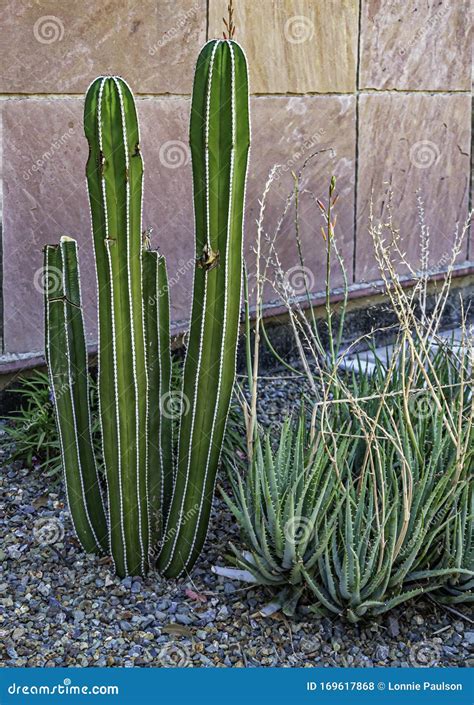 Mexicaanse Fence Post Cactus And Aloe Cactus Stock Foto Image Of Post