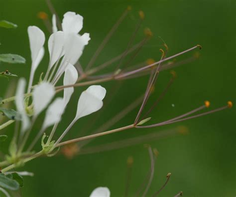 Plantas Medicinais De Origem Africana
