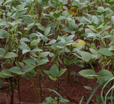 Safra De Soja Em Mt Deve Ter Quebra De Aponta Pesquisa Sou Agro