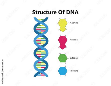 Vector Scientific Icon Spiral Of Dna And Rna An Illustration Of The