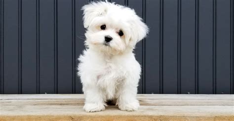 Chiot Bichon Maltais caractéristiques et photos