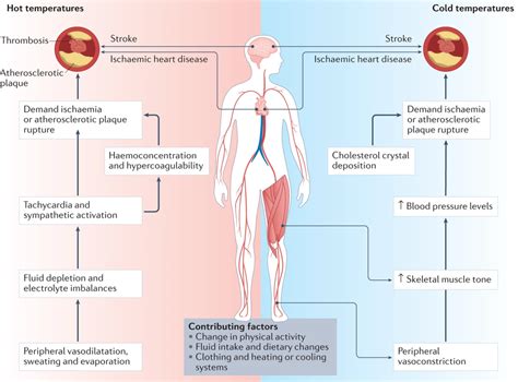 Medvasc Climat Et Risque Cv