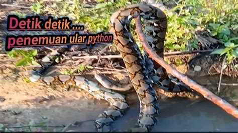 Detik Detik Penemuan Ular Pyhtonseconds Of The Discovery Of A Python