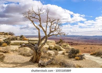 Bare Desert Tree Bare Juniper Tree Stock Photo 1055185889 | Shutterstock