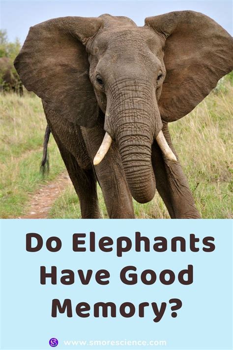 Do Elephants Have Good Memory? | Best memories, Elephant, Memories