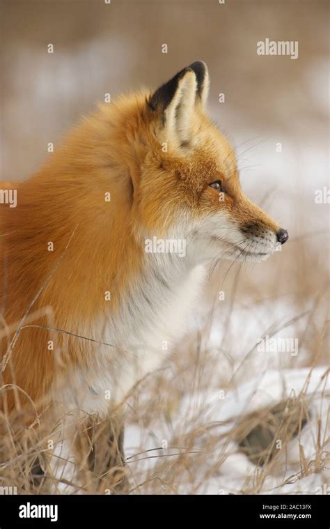 Red Fox Portrait Hi Res Stock Photography And Images Alamy