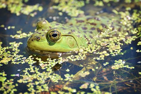 Natur Wasser Schwimmbad Kostenloses Foto Auf Pixabay Pixabay