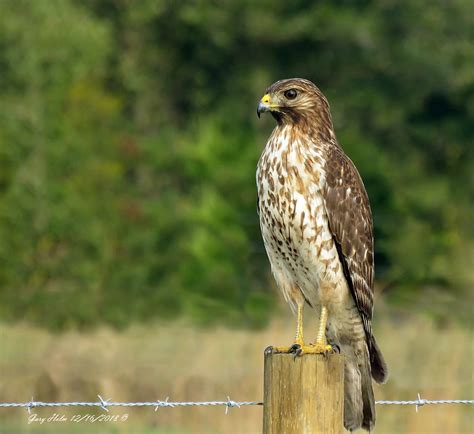 Juvenile Red Shouldered Hawk